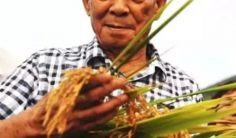 吃瓜爆料袁隆平是真的吗,吃瓜爆料背后的真实故事